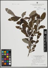 Foto von Salix atrocinerea Brot.